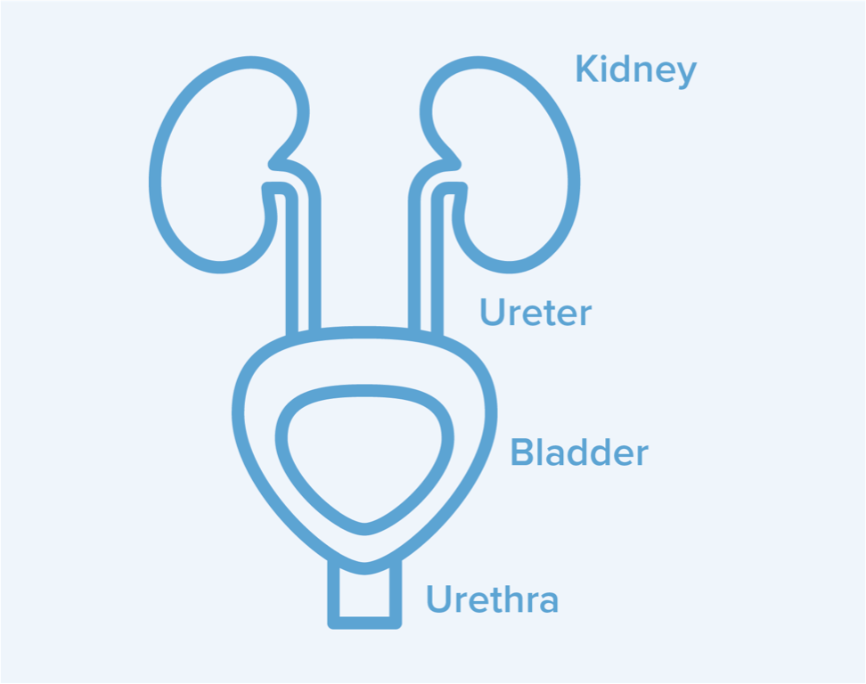 Icon depicting kidneys, ureter, bladder, and urethra